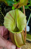 Nepenthes veitchii (selected clones)