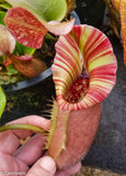 Nepenthes veitchii (selected clones)