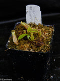 Nepenthes veitchii x macrophylla, CAR-0137