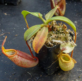 Nepenthes veitchii x mira BE-3696