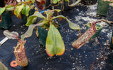 Nepenthes veitchii x platychila, BE-3213