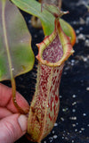 Nepenthes veitchii x platychila, BE-3213