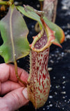 Nepenthes veitchii x platychila, BE-3213