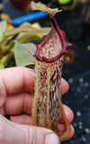 Nepenthes veitchii x platychila, BE-3213