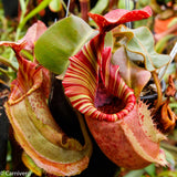 Nepenthes veitchii "Big Mama" x allardii-striped, CAR-0030