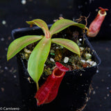 Nepenthes veitchii "Psychedelic" x adrianii, CAR-0092