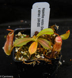 Nepenthes veitchii "Psychedelic" x adrianii, CAR-0092