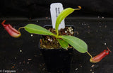 Nepenthes veitchii "Psychedelic" x adrianii, CAR-0092