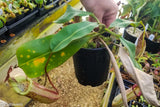 Nepenthes veitchii x burbidgeae -EP specimen