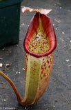 Nepenthes veitchii H/L x burbidgeae