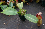 Nepenthes veitchii H/L x burbidgeae