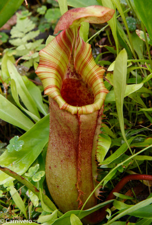 Nepenthes veitchii x lowii