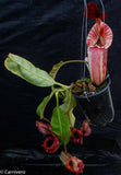 Nepenthes tiveyi "Sarawak Red"