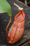 Nepenthes veitchii x mira BE-3696