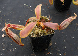 Nepenthes veitchii x platychila, BE-3213