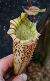 Nepenthes veitchii x platychila, BE-3213