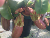 Nepenthes veitchii (Akazukin x Bareo striped)