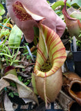 Nepenthes veitchii (selected clones)