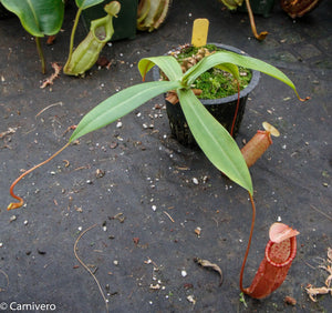 Nepenthes ventricosa x (spectabilis x northiana)