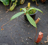 Nepenthes ventricosa x (spectabilis x northiana)