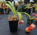 Nepenthes ventricosa red