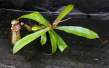 Nepenthes ventricosa "Denver" x spectabilis "Giant", CAR-0022