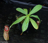 Nepenthes ventricosa "Denver" x spectabilis "Giant", CAR-0022