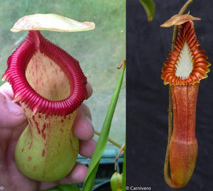 Nepenthes ventricosa 'Denver' x edwardsiana, CAR-0447