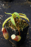 Nepenthes ventricosa Madja -as, BE-3278, pitcher plant, carnivorous plant, collectors plant, large pitchers, rare plants 