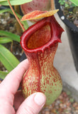 Nepenthes ventricosa Madja-as, BE-3278