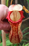 Nepenthes ventricosa Madja-as, BE-3278