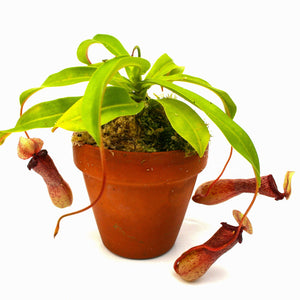 Nepenthes ventricosa [Madja-as x (BE x AG3)], CAR-0101