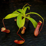 Nepenthes ventricosa [Madja-as x (BE x AG3)], CAR-0101, pitcher plant, carnivorous plant, collectors plant, large pitchers, rare plants