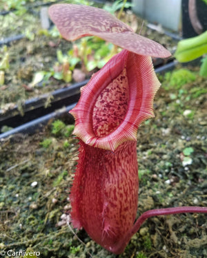 Nepenthes ventricosa Madja-as x [lowii x (northiana x veitchii)], CAR-0023