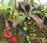 Nepenthes ventricosa Madja-as x [lowii x (northiana x veitchii)], CAR-0023