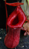 Nepenthes ventricosa Madja-as x [(ventricosa x sibuyanensis) x Trusmadiensis], CAR-0039