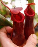 Nepenthes ventricosa Madja-as x [(ventricosa x sibuyanensis) x Trusmadiensis], CAR-0039