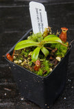 Nepenthes ventricosa Madja-as x [(ventricosa x sibuyanensis) x Trusmadiensis], CAR-0039