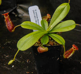 Nepenthes ventricosa Madja-as x [(ventricosa x sibuyanensis) x Trusmadiensis], CAR-0039