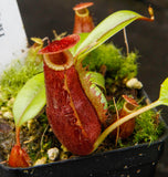 Nepenthes ventricosa Madja-as x [(ventricosa x sibuyanensis) x Trusmadiensis], CAR-0039