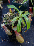 Nepenthes ventricosa Madja-as, BE-3278