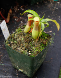 Nepenthes ventricosa "Porcelain", pitcher plant, carnivorous plant, collectors plant, large pitchers, rare plants 