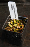 Nepenthes ventricosa x Eglantine, CAR-0068