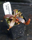 Nepenthes ventricosa x Eglantine, CAR-0068