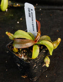 Nepenthes ventricosa x Eglantine, CAR-0068