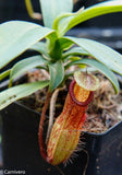 Nepenthes ventricosa x hamata, BE-3672