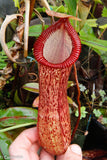 Nepenthes ventricosa x hamata, BE-3672