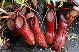 Nepenthes ventricosa x hamata, BE-3672