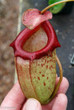 Nepenthes ventricosa x ovata Hawaii