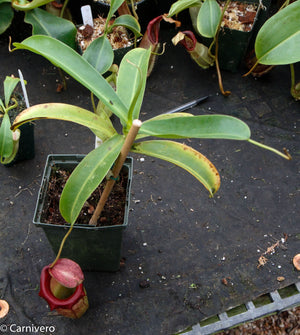 Nepenthes ventricosa x ovata Hawaii